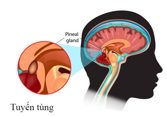 Tuyến tùng nằm ở đâu và có chức năng gì với cơ thể?